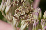 Pale Indian plantain